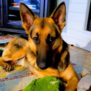 Meet your Posher, Dustin